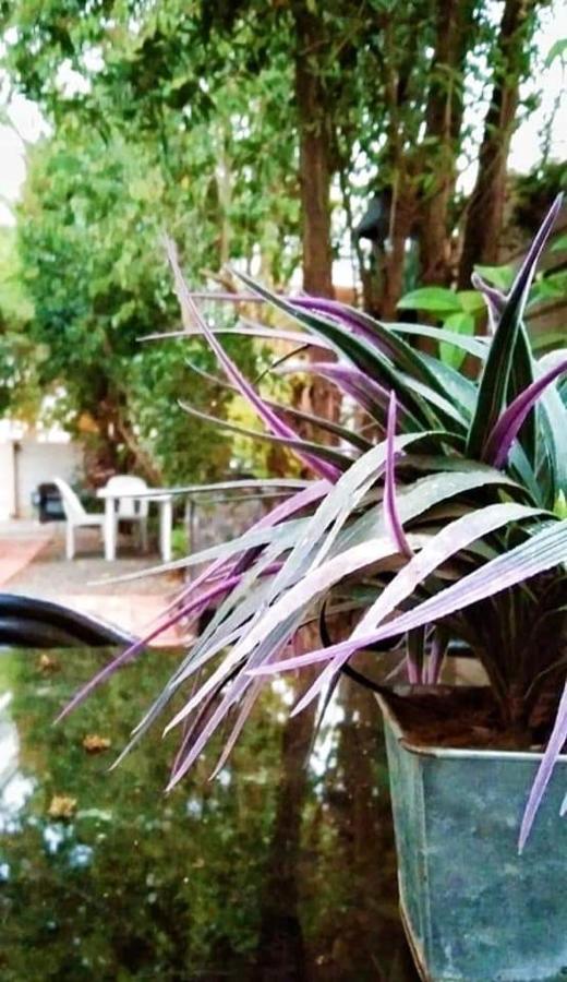 Aandrus Guesthouse Bloemfontein Ngoại thất bức ảnh